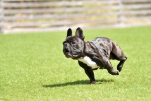 お庭をドッグランにするときに人工芝を敷くメリットは？