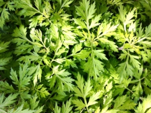 芝生に雑草が生えて困る場合の解決策