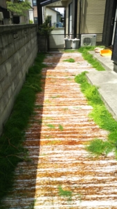 厄介な雑草【スギナ】の特徴と対策について